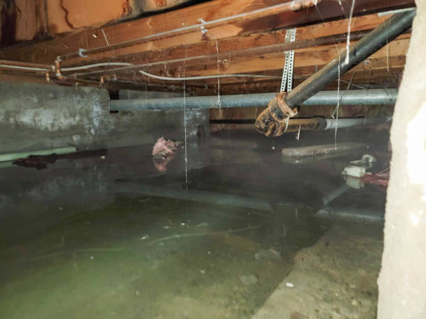 Best Carpet water damage restoration  in Ojai, CA